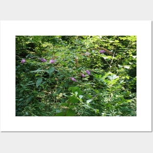 Purple Buddleia Posters and Art